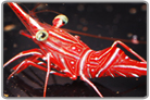 Camel Shrimp